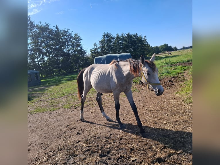 Cheval de sport allemand Étalon 2 Ans 175 cm in Helmstedt