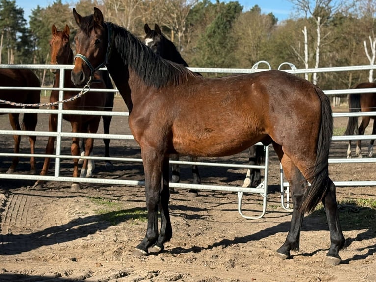 Cheval de sport allemand Étalon 2 Ans Bai brun in Heddesheim