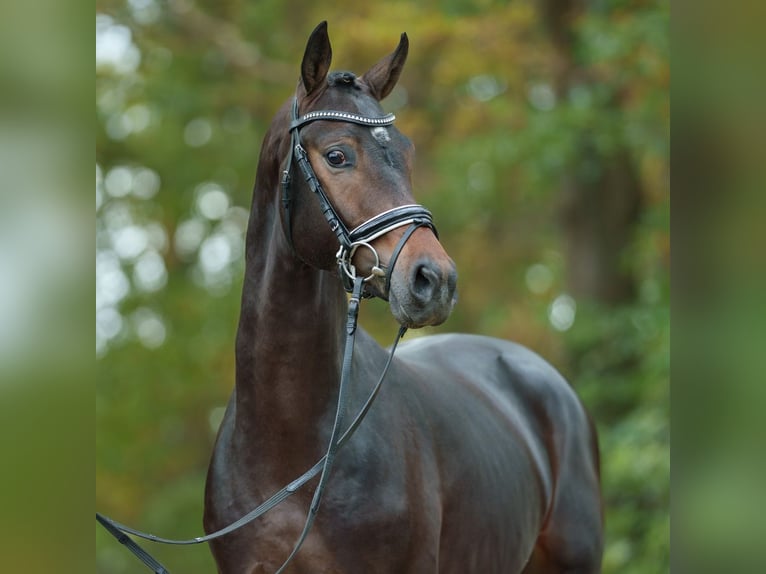 Cheval de sport allemand Étalon 2 Ans Bai brun in Rostock