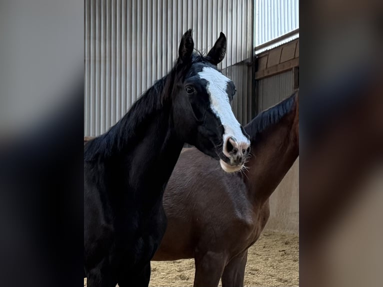 Cheval de sport allemand Étalon 2 Ans Bai brun foncé in Burgthann