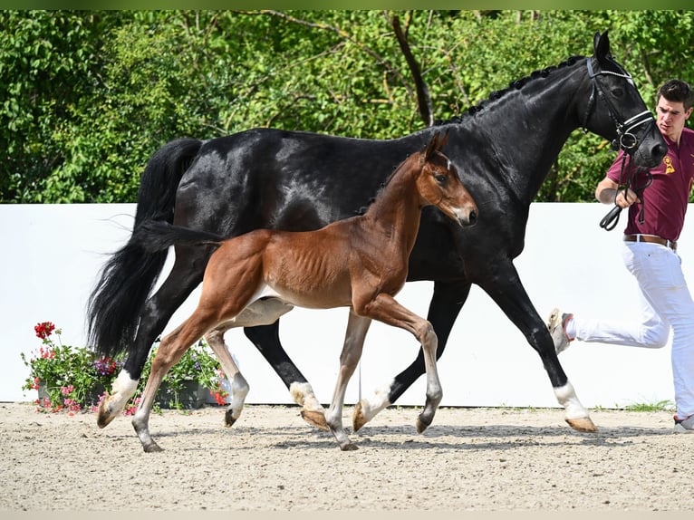 Cheval de sport allemand Étalon 2 Ans Bai in Römerstein