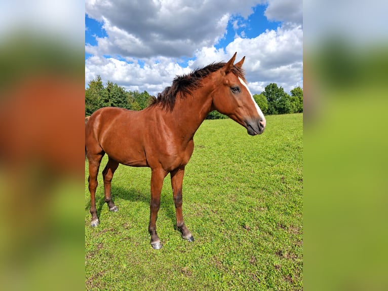 Cheval de sport allemand Étalon 2 Ans Bai in Amtsberg
