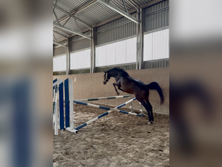 Cheval de sport allemand Étalon 2 Ans Bai in Bernsbach