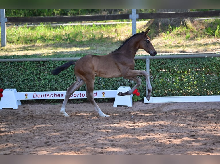 Cheval de sport allemand Étalon 2 Ans in Magdeburg