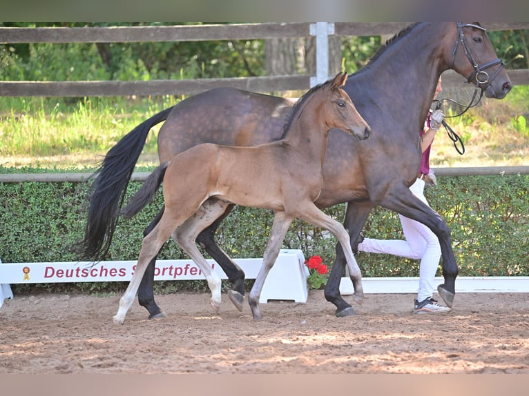 Cheval de sport allemand Étalon 2 Ans in Magdeburg