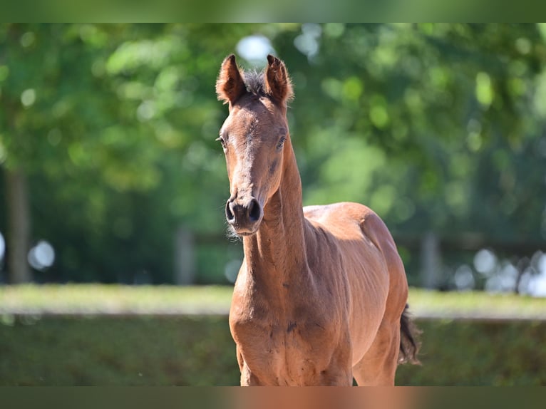 Cheval de sport allemand Étalon 2 Ans in Magdeburg