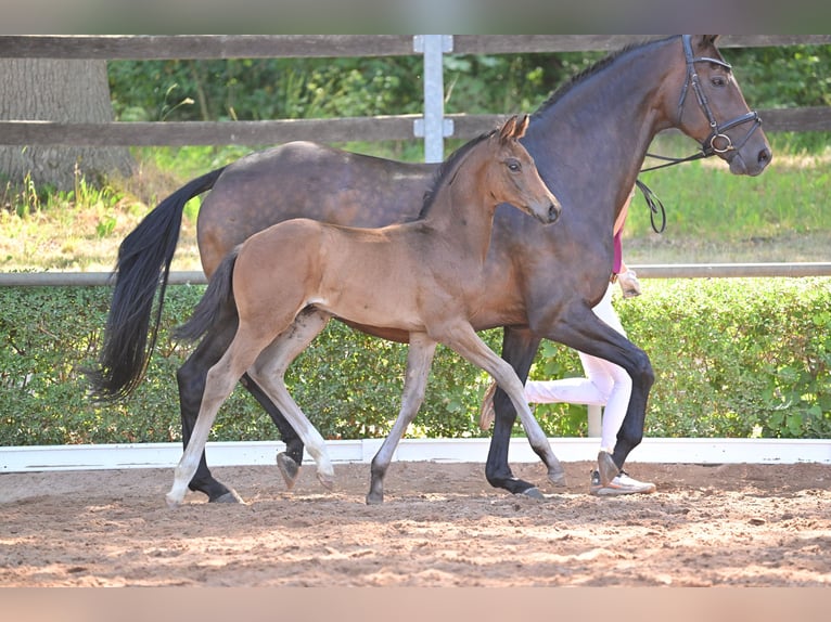 Cheval de sport allemand Étalon 2 Ans in Magdeburg