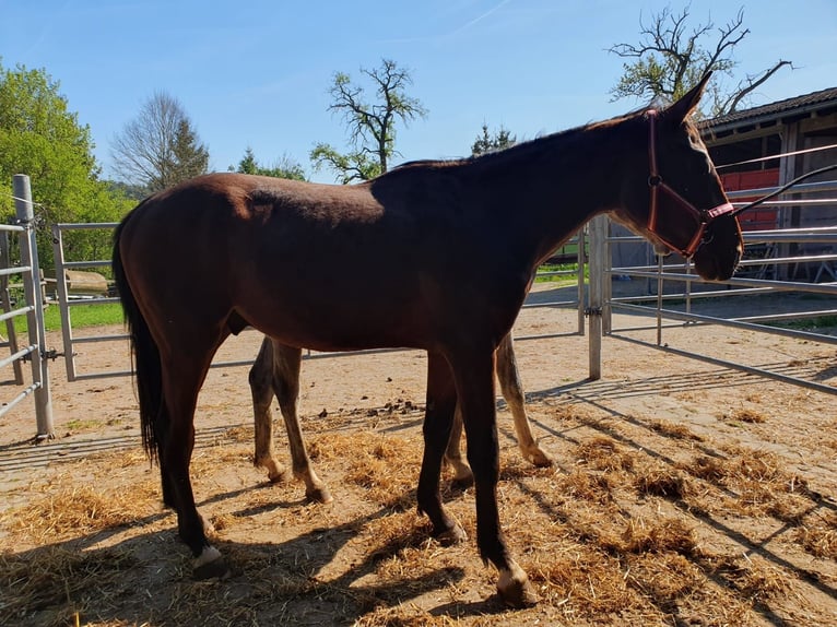 Cheval de sport allemand Étalon 2 Ans in Bad Wildbad im Schwarzwald