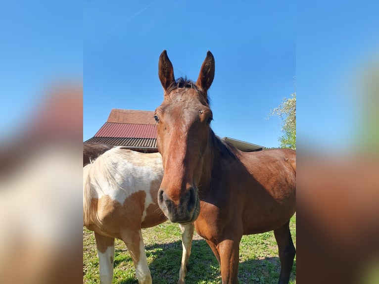 Cheval de sport allemand Étalon 2 Ans in Bad Wildbad im Schwarzwald