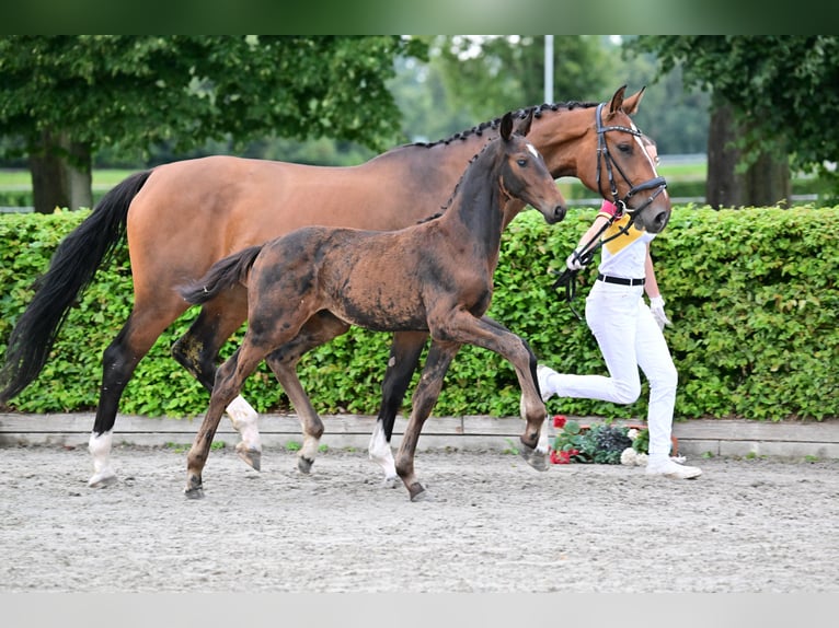 Cheval de sport allemand Étalon 2 Ans in Jerichow