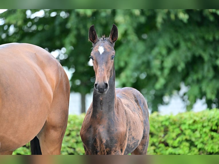 Cheval de sport allemand Étalon 2 Ans in Jerichow