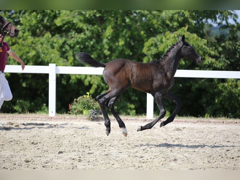 Cheval de sport allemand Étalon 2 Ans Gris in Mertendorf