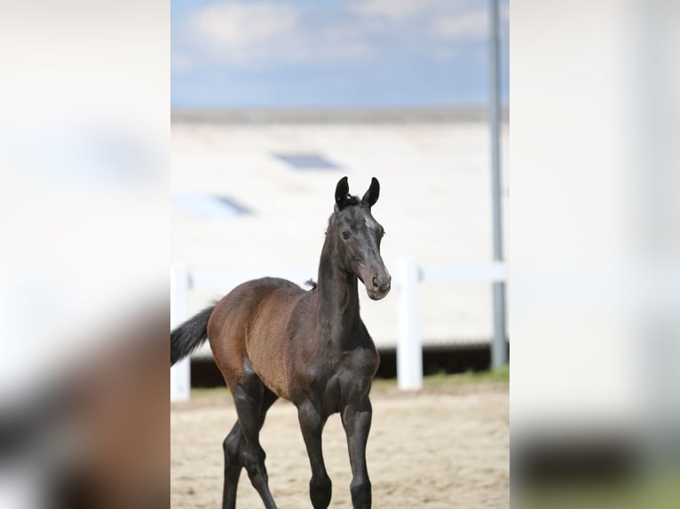 Cheval de sport allemand Étalon 2 Ans Gris in Mertendorf