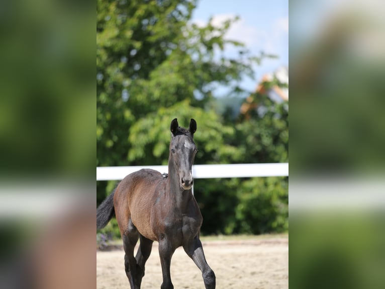 Cheval de sport allemand Étalon 2 Ans Gris in Mertendorf