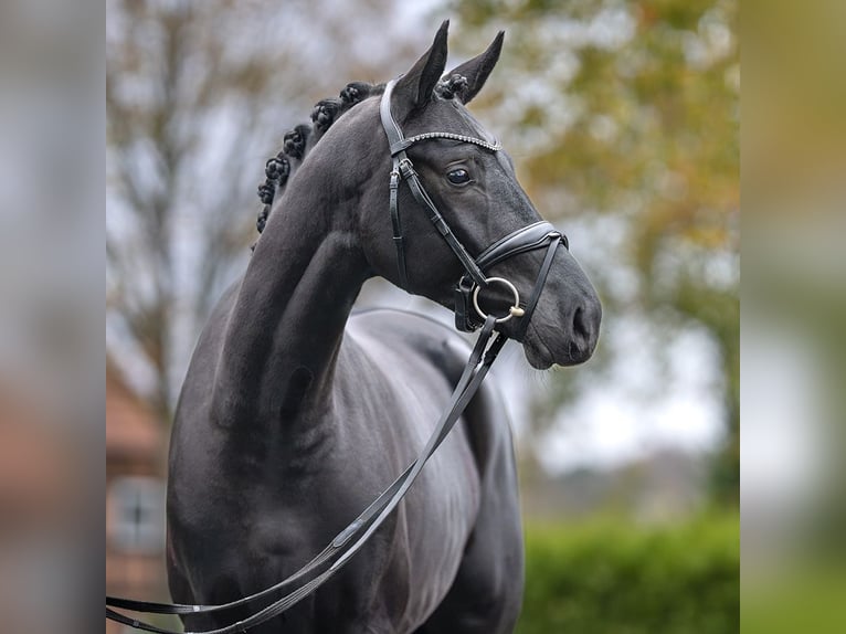 Cheval de sport allemand Étalon 2 Ans Noir in Rostock