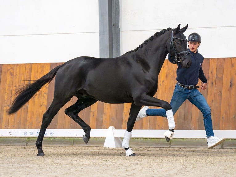 Cheval de sport allemand Étalon 2 Ans Noir in Rostock