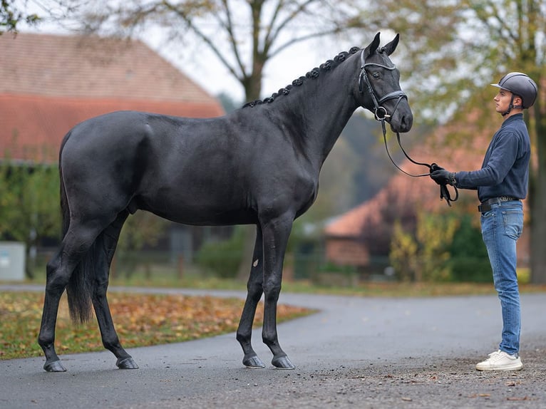 Cheval de sport allemand Étalon 2 Ans Noir in Rostock