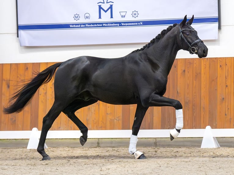 Cheval de sport allemand Étalon 2 Ans Noir in Rostock