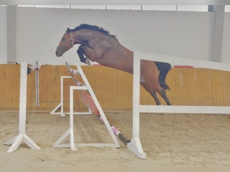Cheval de sport allemand Étalon 3 Ans 156 cm Bai in G&#x141;UBCZYN-ROGOWNICA
