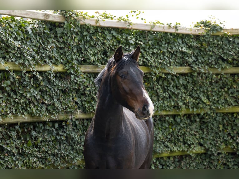 Cheval de sport allemand Étalon 3 Ans 163 cm Bai in Waddinxveen