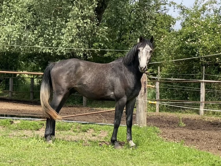 Cheval de sport allemand Étalon 3 Ans 165 cm Gris noir in perleberg