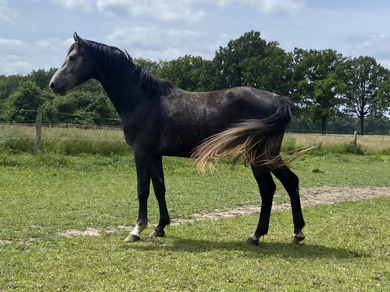 Cheval de sport allemand Étalon 3 Ans 165 cm Gris noir in perleberg