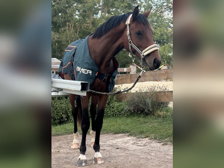 Cheval de sport allemand Étalon 3 Ans 166 cm Bai in Hainichen