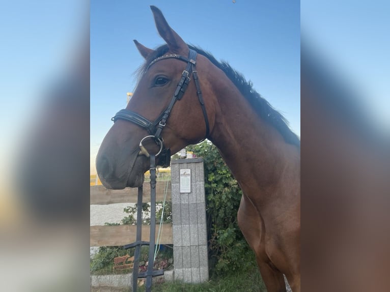 Cheval de sport allemand Étalon 3 Ans 166 cm Bai in Hainichen