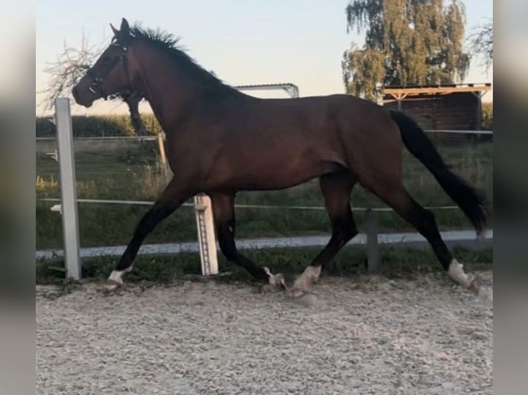 Cheval de sport allemand Étalon 3 Ans 166 cm Bai in Hainichen