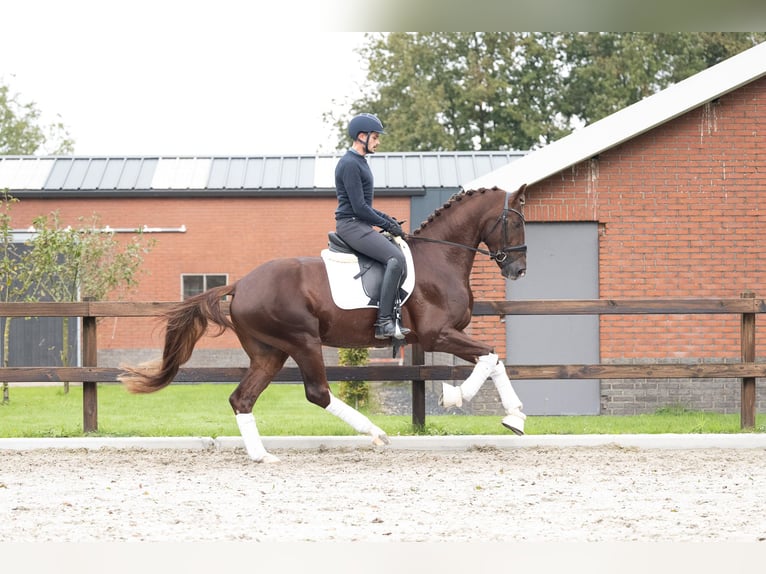 Cheval de sport allemand Étalon 3 Ans 167 cm Alezan cuivré in Lunteren