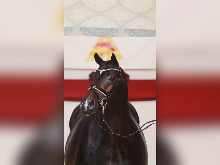 Cheval de sport allemand Étalon 3 Ans 168 cm Bai brun in München