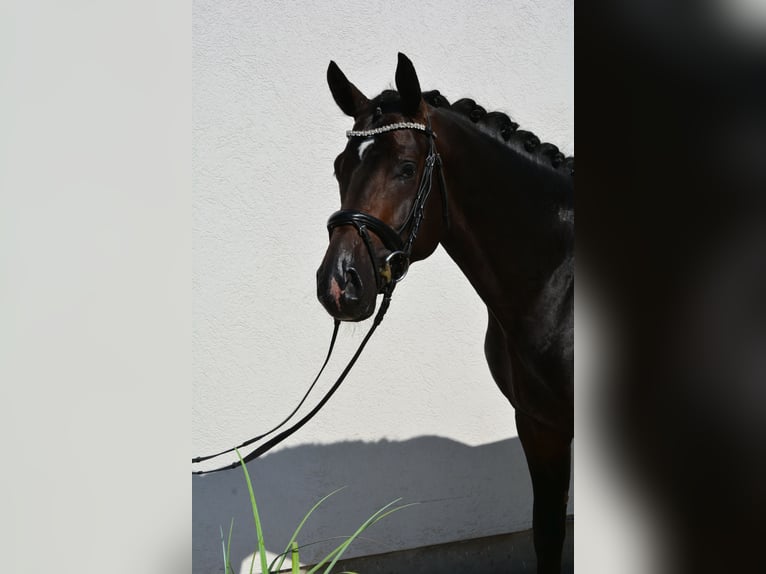 Cheval de sport allemand Étalon 3 Ans 168 cm Bai brun in München