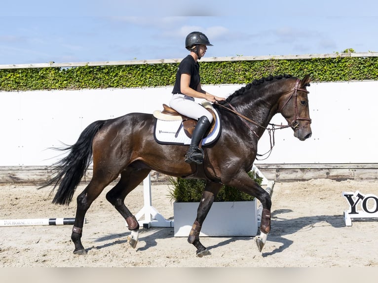 Cheval de sport allemand Étalon 3 Ans 168 cm Bai cerise in Waddinxveen