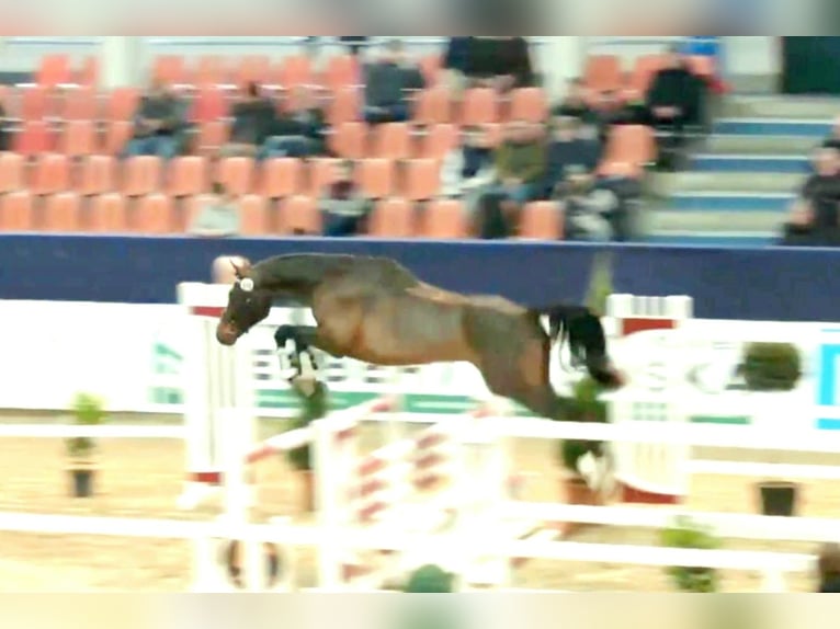 Cheval de sport allemand Étalon 3 Ans 168 cm Bai in Schollene