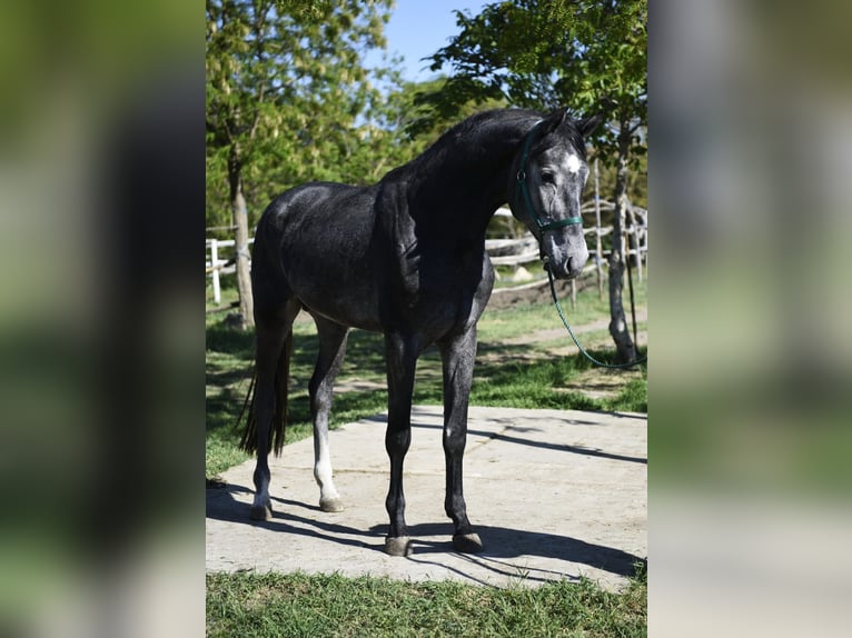 Cheval de sport allemand Étalon 3 Ans 169 cm Gris in Csabacsüd