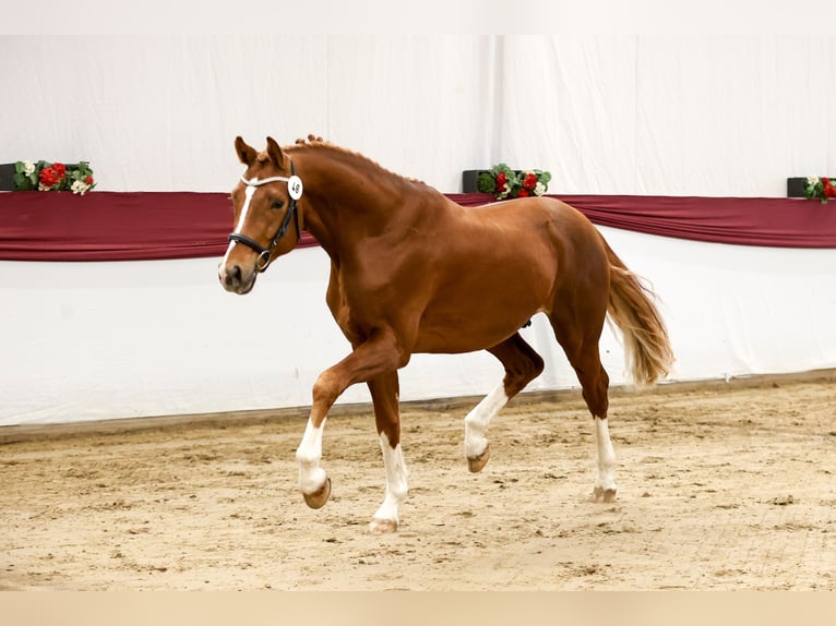 Cheval de sport allemand Étalon 3 Ans 170 cm Alezan in Schemmerhofen