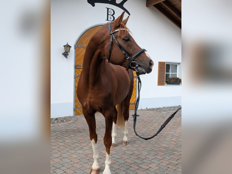 Cheval de sport allemand Étalon 3 Ans 170 cm Alezan in Schemmerhofen