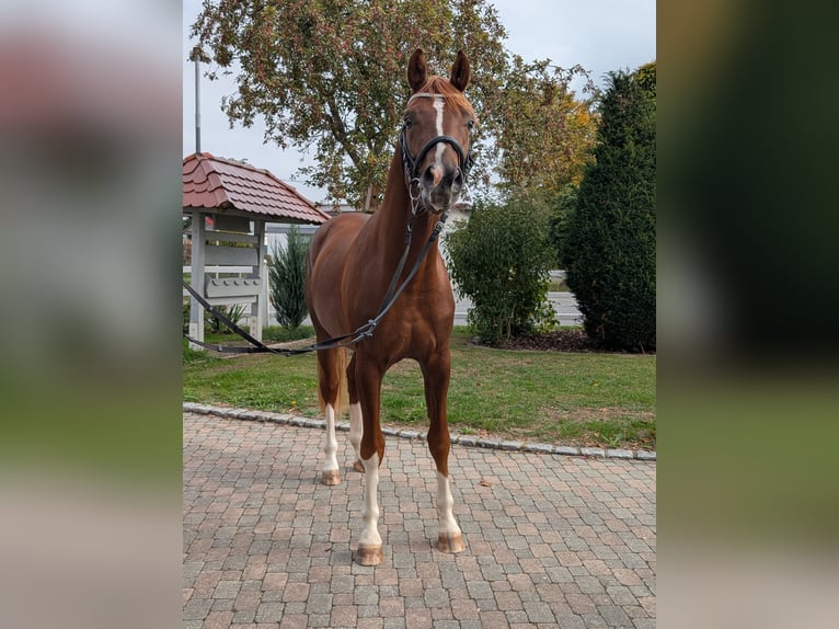 Cheval de sport allemand Étalon 3 Ans 170 cm Alezan in Schemmerhofen