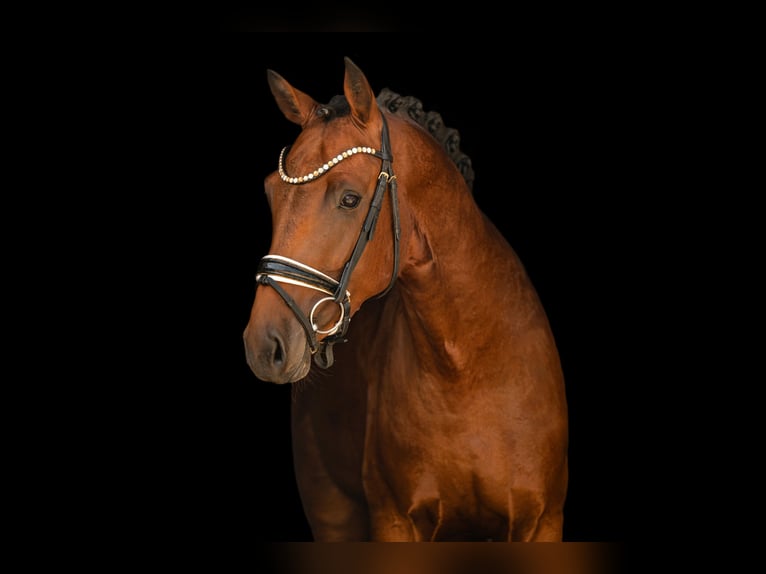 Cheval de sport allemand Étalon 3 Ans 170 cm Bai brun in Wehringen