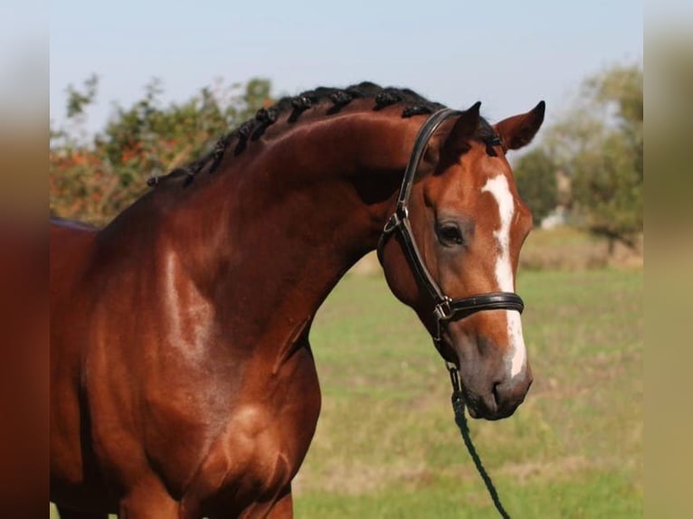 Cheval de sport allemand Étalon 3 Ans 170 cm in Budapest