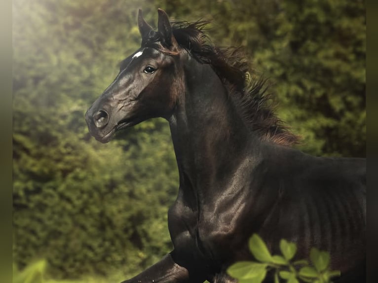 Cheval de sport allemand Étalon 3 Ans 170 cm Noir in Burgen