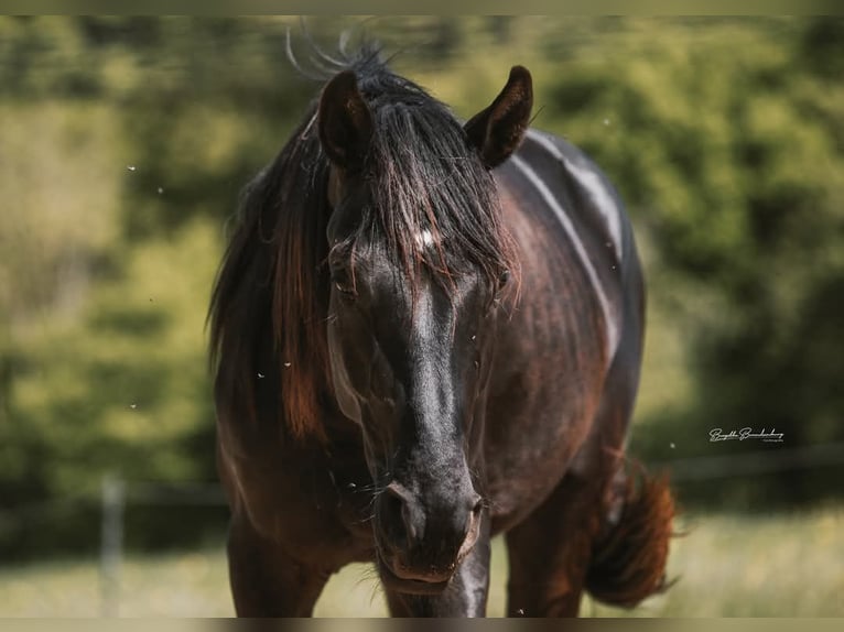 Cheval de sport allemand Étalon 3 Ans 170 cm Noir in Burgen