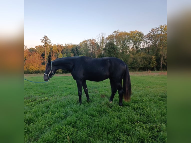 Cheval de sport allemand Étalon 3 Ans 170 cm Noir in Burgen