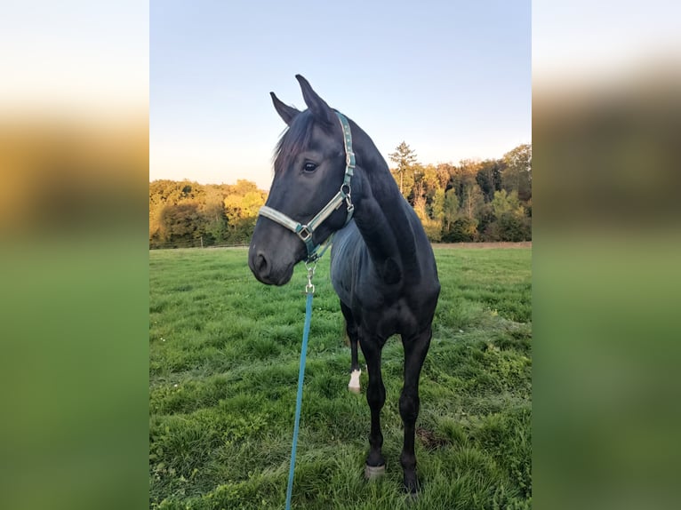 Cheval de sport allemand Étalon 3 Ans 170 cm Noir in Burgen