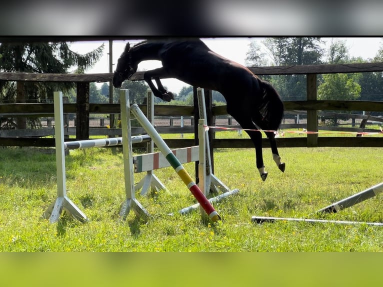 Cheval de sport allemand Étalon 3 Ans 170 cm Noir in Verl