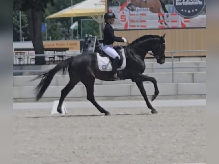 Cheval de sport allemand Étalon 3 Ans 171 cm Bai brun foncé in Reinsdorf