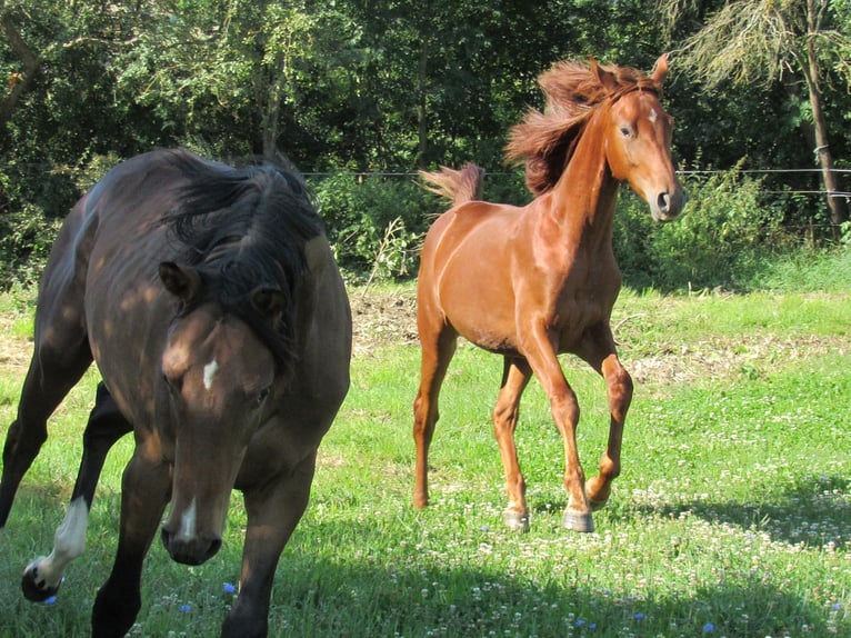 Cheval de sport allemand Étalon 3 Ans 172 cm Alezan in Querfurt