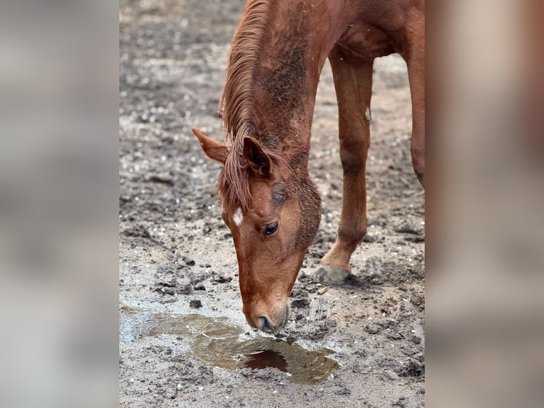 Cheval de sport allemand Étalon 3 Ans 172 cm Alezan in Querfurt