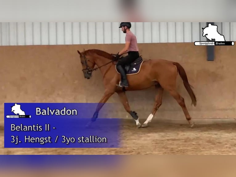 Cheval de sport allemand Étalon 3 Ans 172 cm Alezan in Gadow