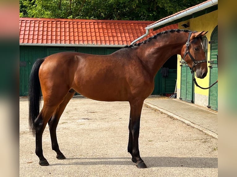 Cheval de sport allemand Étalon 3 Ans 172 cm Bai in Murska Soboda